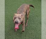 Small #2 American Pit Bull Terrier Mix