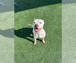 Small #1 Mutt