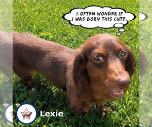 Dachshund Dogs for adoption in Shelbyville, TN, USA