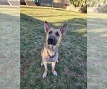 Small #3 German Shepherd Dog Mix