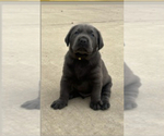Puppy King Labrador Retriever
