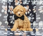 Small Photo #2 Poodle (Toy) Puppy For Sale in KINZERS, PA, USA