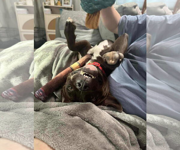 Medium Photo #2 American Pit Bull Terrier-Unknown Mix Puppy For Sale in New London, WI, USA