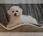 Small #1 Bichon Frise