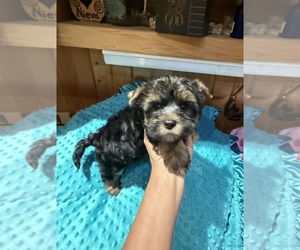 Yorkshire Terrier Puppy for Sale in ALVORD, Iowa USA