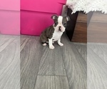 Small #1 Boston Terrier