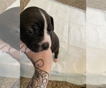 Small Photo #2 Alapaha Blue Blood Bulldog-American Staffordshire Terrier Mix Puppy For Sale in JONESBORO, GA, USA