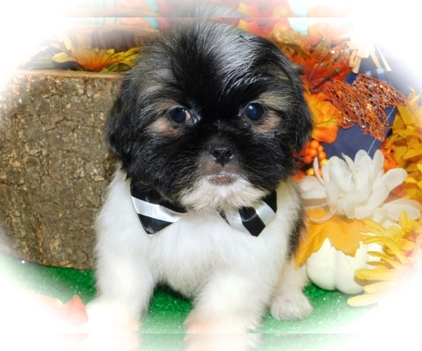 Medium Photo #2 Shih Tzu-Shih-Poo Mix Puppy For Sale in HAMMOND, IN, USA