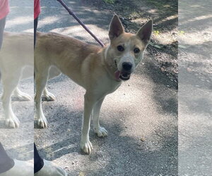 Myra - Female Siberian Husky-Unknown Mix Dog for Adoption