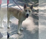 Myra - Female Siberian Husky-Unknown Mix Dog for Adoption - Small photo