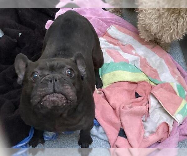 Medium Photo #1 French Bulldog Puppy For Sale in Orange, CA, USA