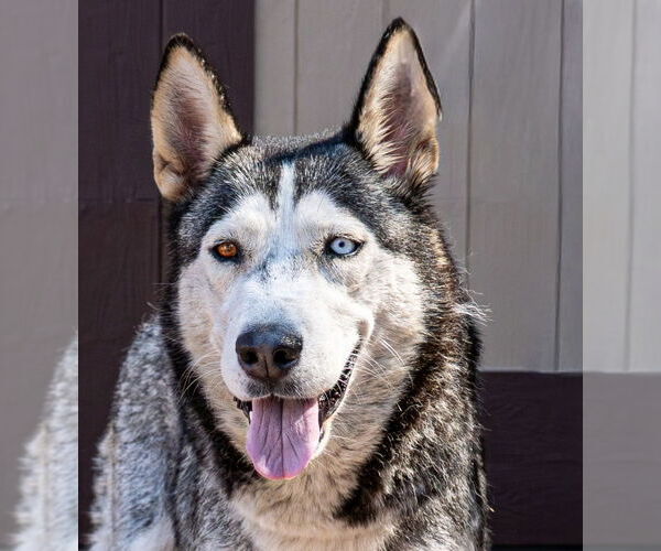 Medium Photo #5 Huskies -Unknown Mix Puppy For Sale in Lake Forest, CA, USA