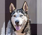 Small #4 Huskies  Mix