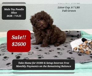 Poodle (Toy) Puppy for sale in TUCSON, AZ, USA
