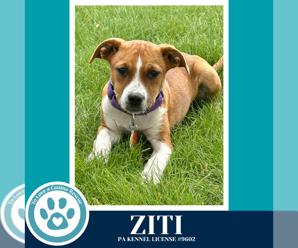 Medium Photo #2 Boxer-Unknown Mix Puppy For Sale in Kimberton, PA, USA