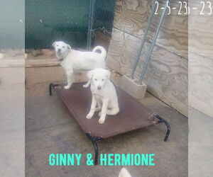 Ginny of the Hogwarts family - Female Mutt Dog for Adoption - Photo #14