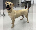 Small #2 Mastiff-Retriever  Mix