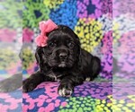 Small Photo #6 Cocker Spaniel Puppy For Sale in BIRD IN HAND, PA, USA