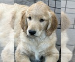 Small #10 Golden Retriever