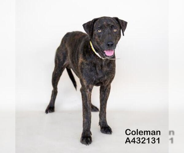 Medium Photo #2 Mutt Puppy For Sale in Conroe, TX, USA