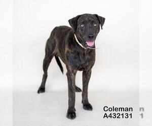 COLEMAN - Male Mutt Dog for Adoption - Photo #2