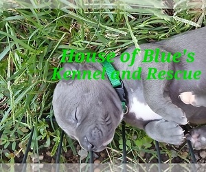 American Pit Bull Terrier Puppy for sale in DELAWARE, OH, USA