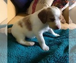 Small Photo #3 Brittany Puppy For Sale in BRANDENBURG, KY, USA