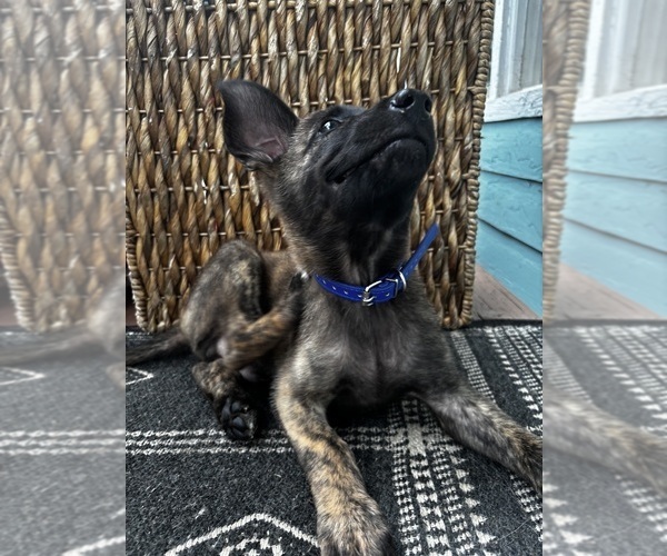Medium Photo #13 Dutch Shepherd Dog Puppy For Sale in COMMERCE, GA, USA