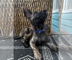 Small #12 Dutch Shepherd Dog