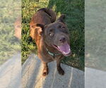 Small #1 Labrador Retriever Mix
