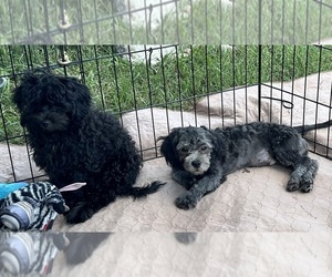 ShihPoo Puppy for Sale in GLOUCESTER, Virginia USA