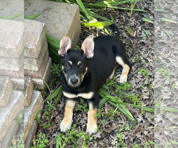 Medium Photo #2 German Shepherd Dog-Unknown Mix Puppy For Sale in Davis, CA, USA