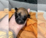 Small Photo #238 Belgian Malinois Puppy For Sale in REESEVILLE, WI, USA
