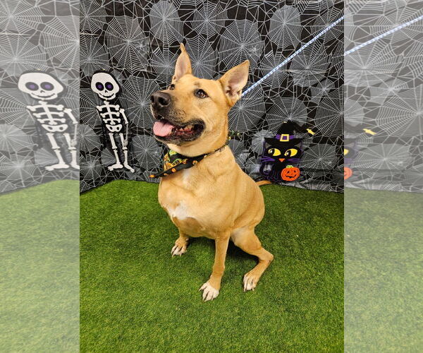 Medium Photo #2 Black Mouth Cur-Carolina Dog Mix Puppy For Sale in Euless, TX, USA