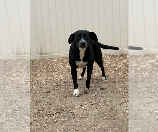 Medium Photo #3 Border Collie-Unknown Mix Puppy For Sale in Corning, AR, USA