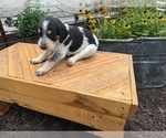 Puppy Bandit Bernedoodle-Bluetick Coonhound Mix