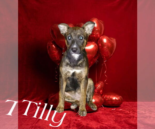 Medium Photo #6 Labrador Retriever-Unknown Mix Puppy For Sale in The Woodlands, TX, USA