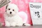 Small Photo #2 Zuchon Puppy For Sale in BEL AIR, MD, USA