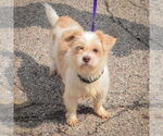 Small #3 Shih Tzu Mix