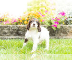 Small Photo #11 Springerdoodle Puppy For Sale in NAPPANEE, IN, USA