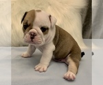 Small Photo #13 Bulldog Puppy For Sale in JACKSONVILLE, FL, USA