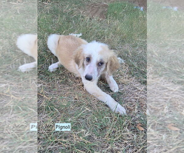 Medium Photo #1 Labrador Retriever-Unknown Mix Puppy For Sale in Brewster, NY, USA