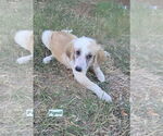 Small Labrador Retriever Mix