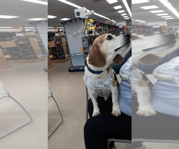 Medium Photo #8 Beagle Puppy For Sale in Rootstown, OH, USA
