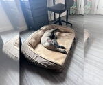 Small #8 German Shepherd Dog