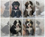 Small Bernedoodle
