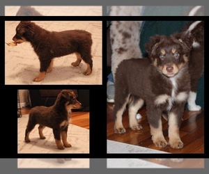 Australian Shepherd Puppy for Sale in DRYDEN, Virginia USA