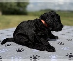 Small Photo #19 Goldendoodle Puppy For Sale in HOWARD CITY, MI, USA