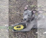 Small #15 American Pit Bull Terrier-Labrador Retriever Mix