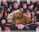 Small Photo #5 Goldendoodle (Miniature) Puppy For Sale in STEVENS, PA, USA